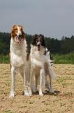 BARZOI 028
